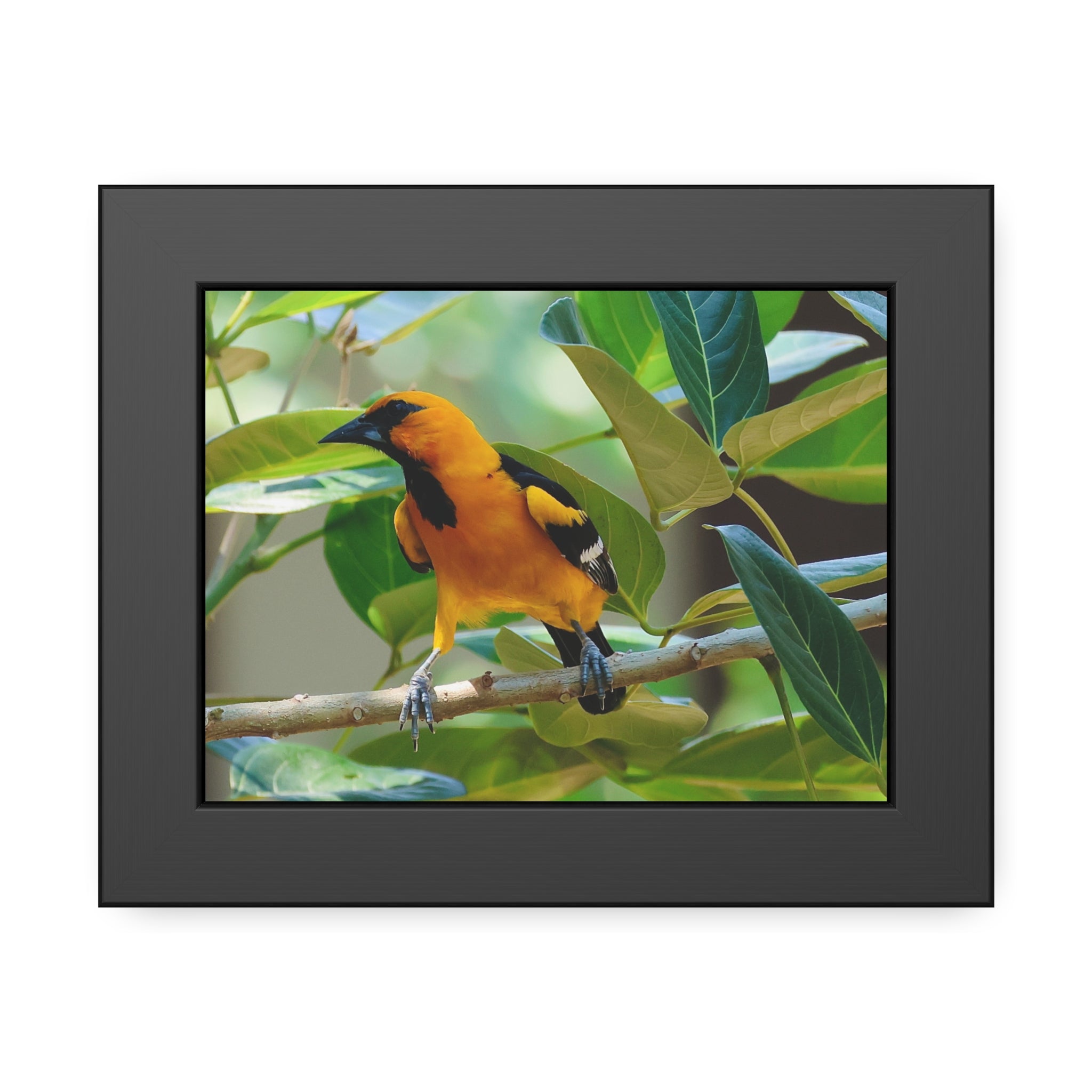 Framed Paper Posters