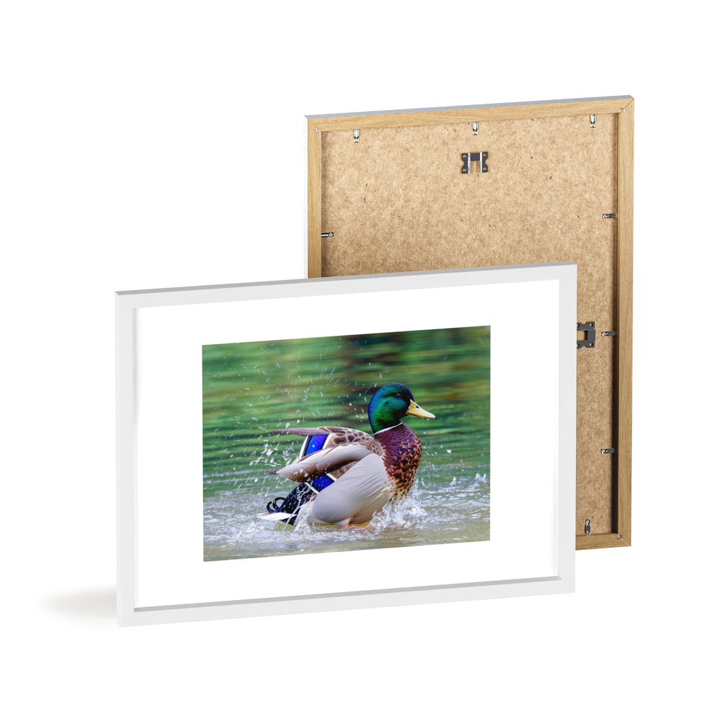 Mallard Duck Posters with Wooden Frame