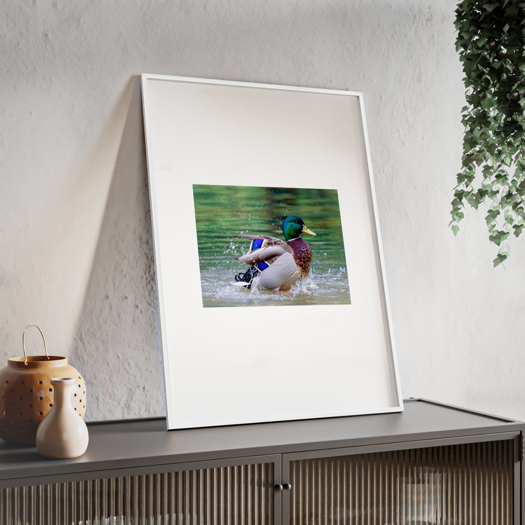 Mallard Duck Posters with Wooden Frame