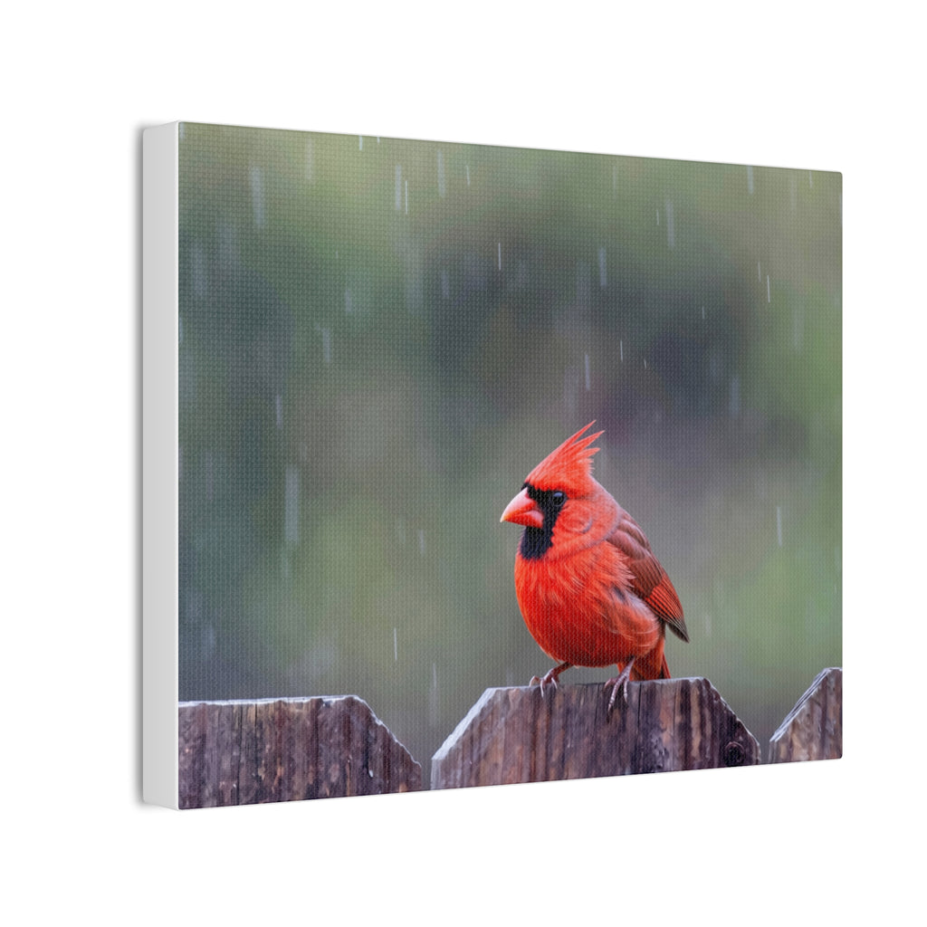 Northern Cardinal Canvas Stretched, 0.75"