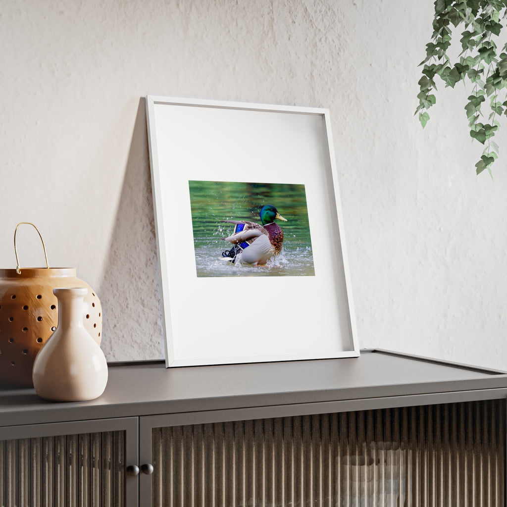 Mallard Duck Posters with Wooden Frame