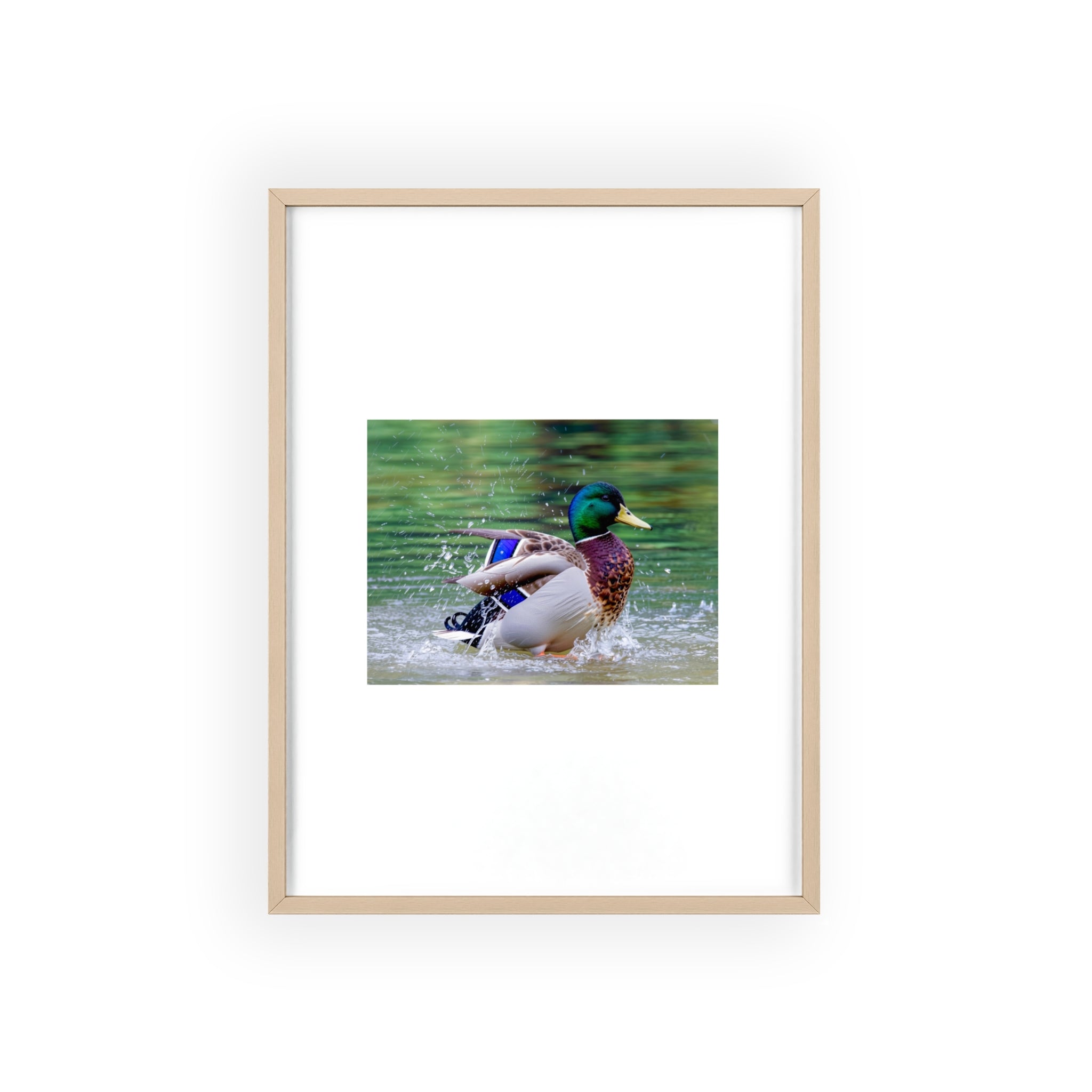 Mallard Duck Posters with Wooden Frame