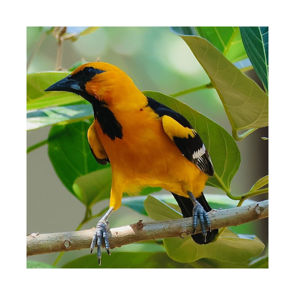 Orioles Bird Satin Posters (300gsm)
