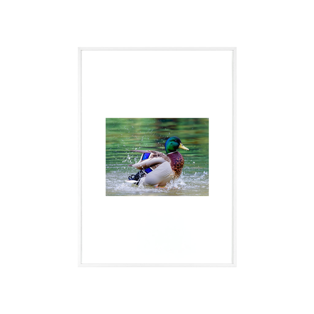 Mallard Duck Posters with Wooden Frame