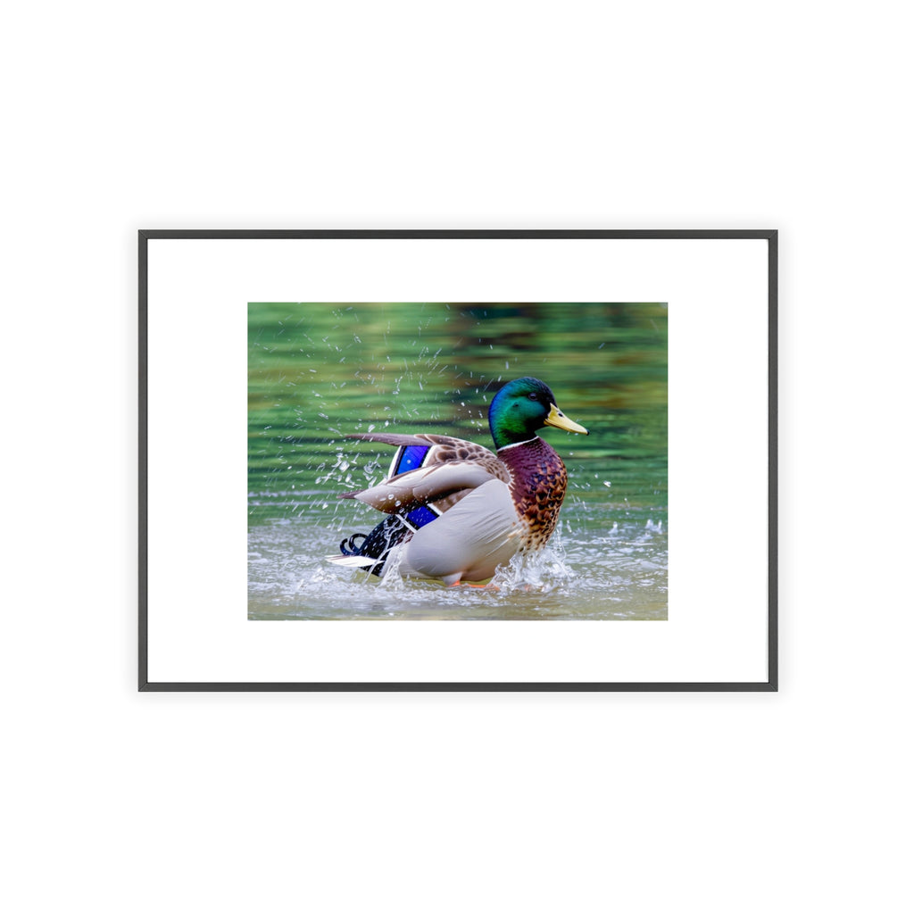 Mallard Duck Posters with Wooden Frame