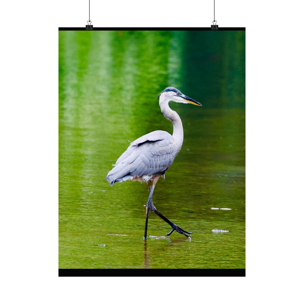 Great Blue Heron Satin Posters (210gsm)
