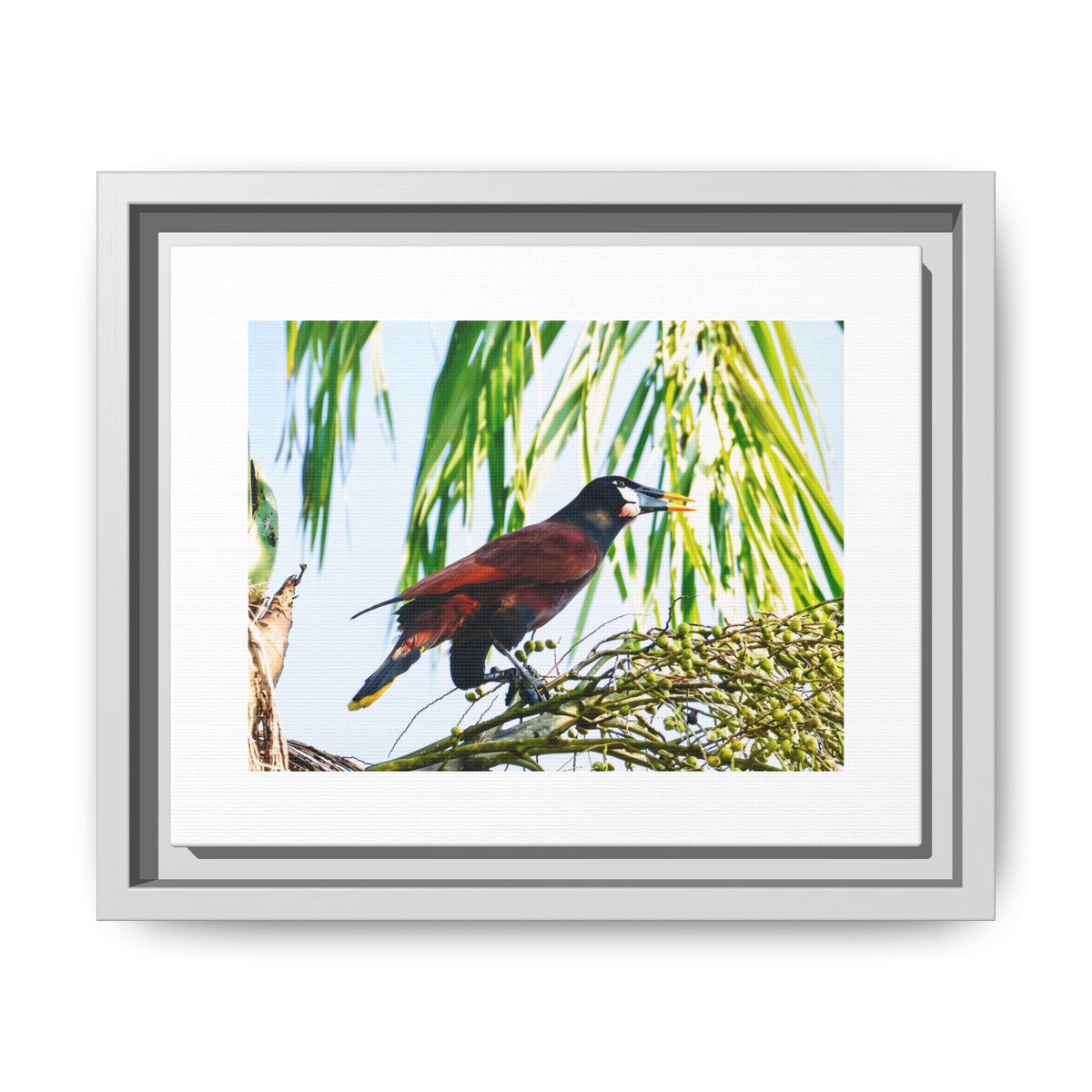 Montezuma Oropendola Matte Canvas, Framed (Multi-color)
