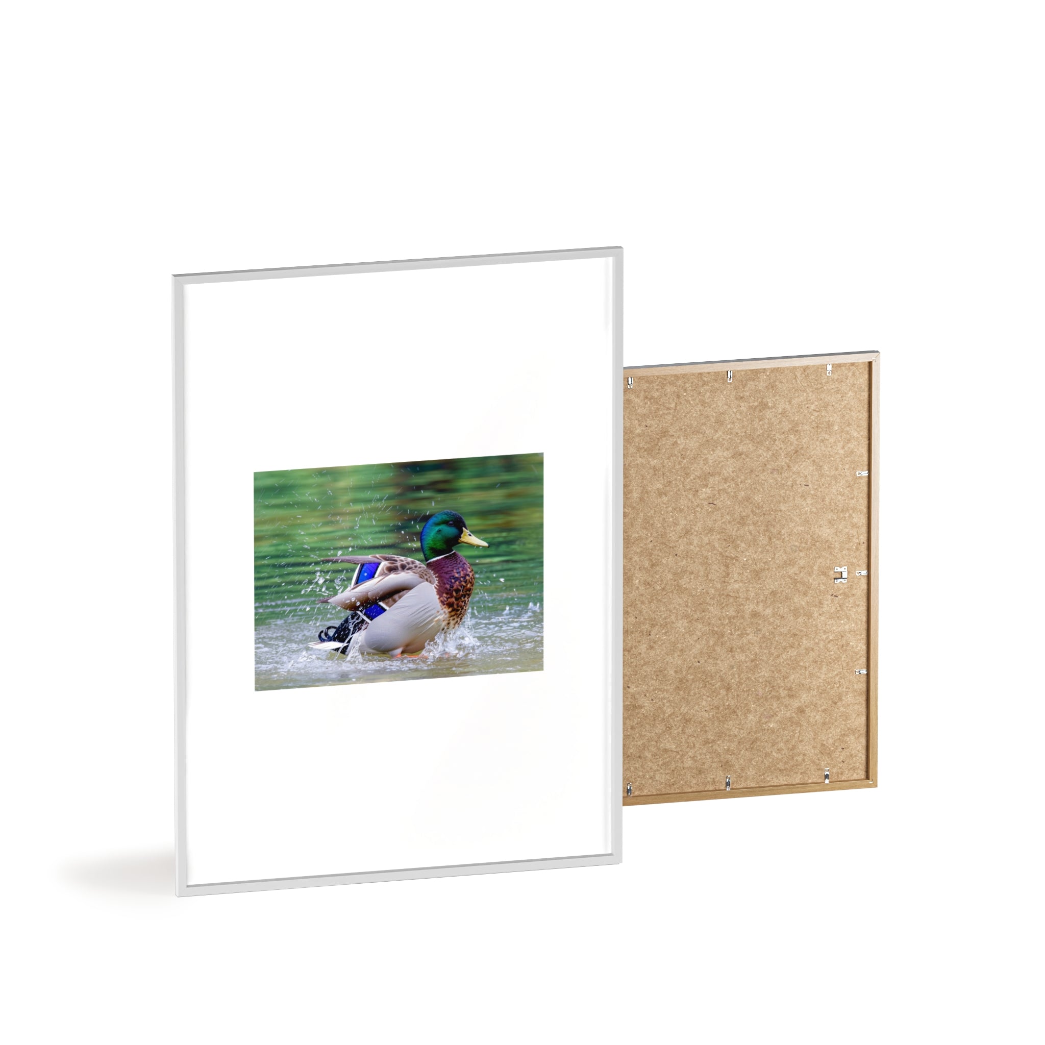 Mallard Duck Posters with Wooden Frame