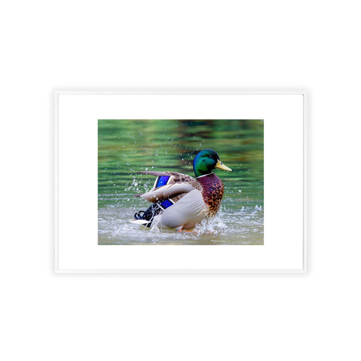 Mallard Duck Posters with Wooden Frame