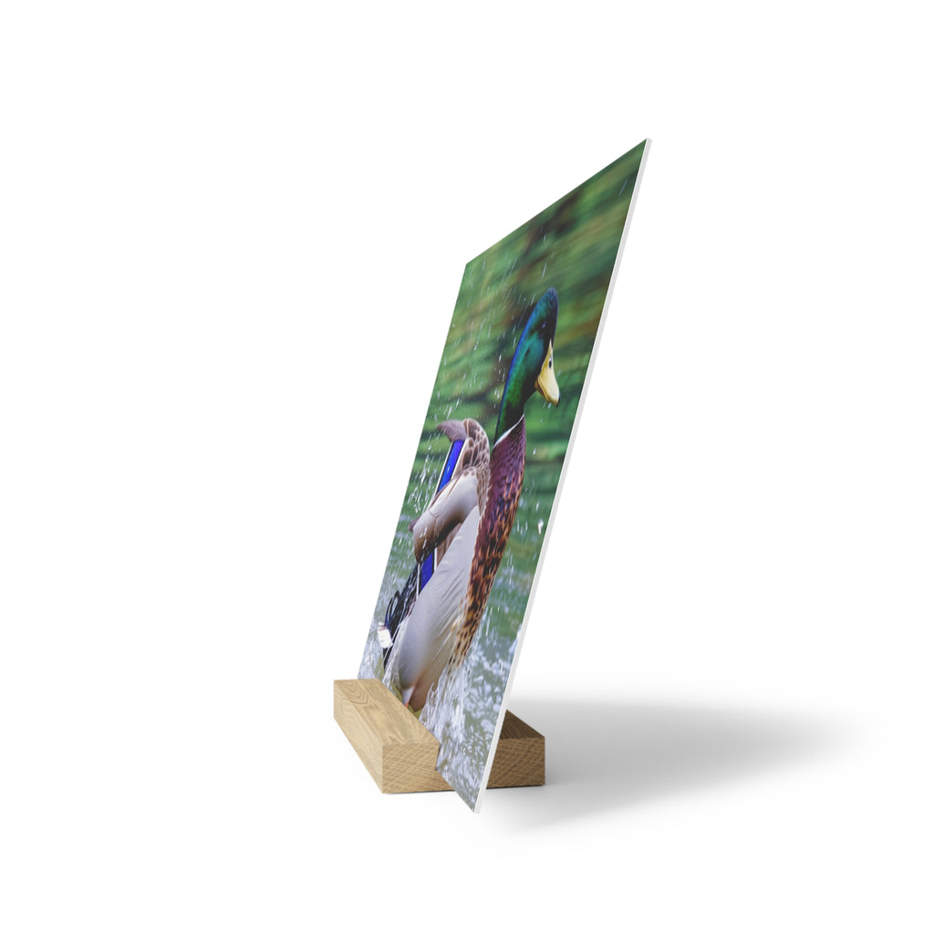 Mallard Duck Splash Wood Desktop Print  Nature Photography PlaqueGallery Board with Stand