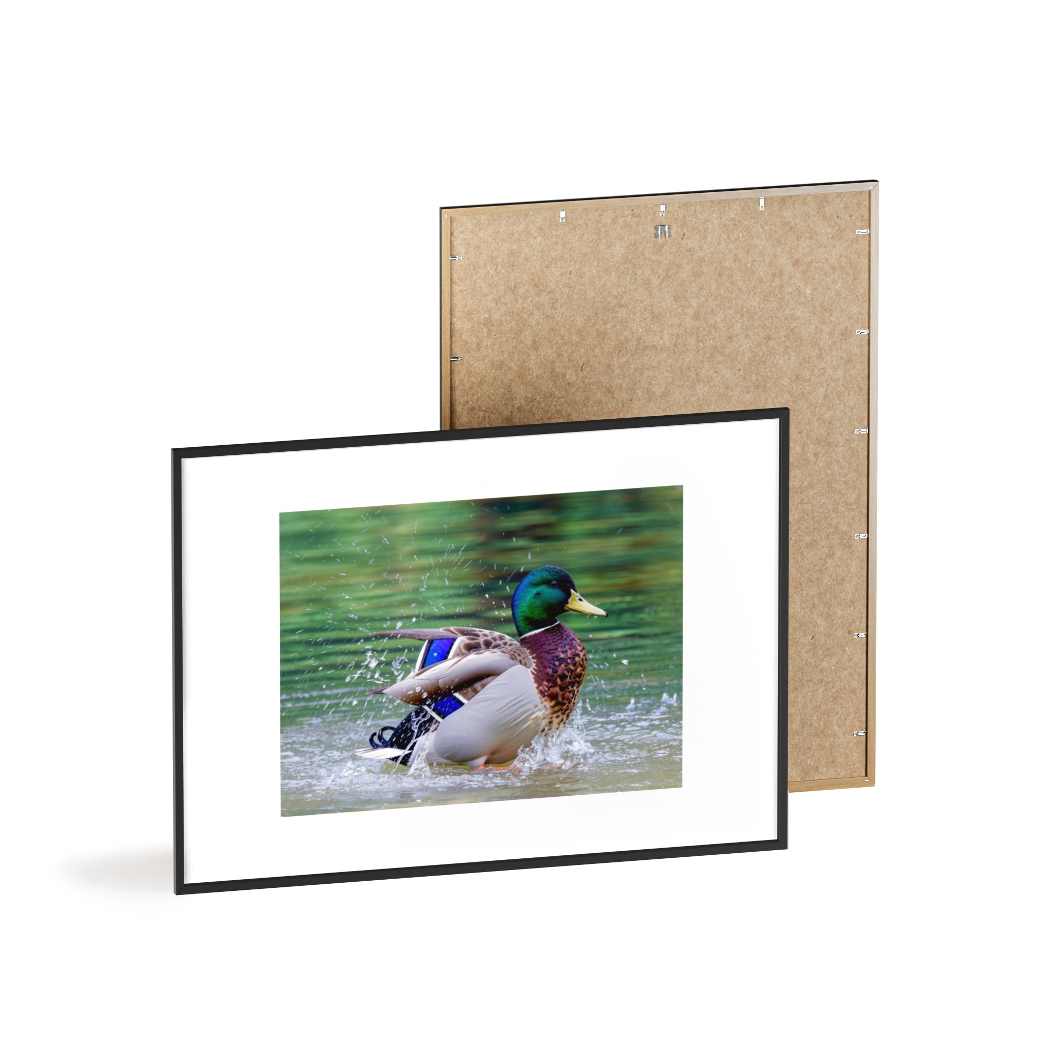 Mallard Duck Posters with Wooden Frame