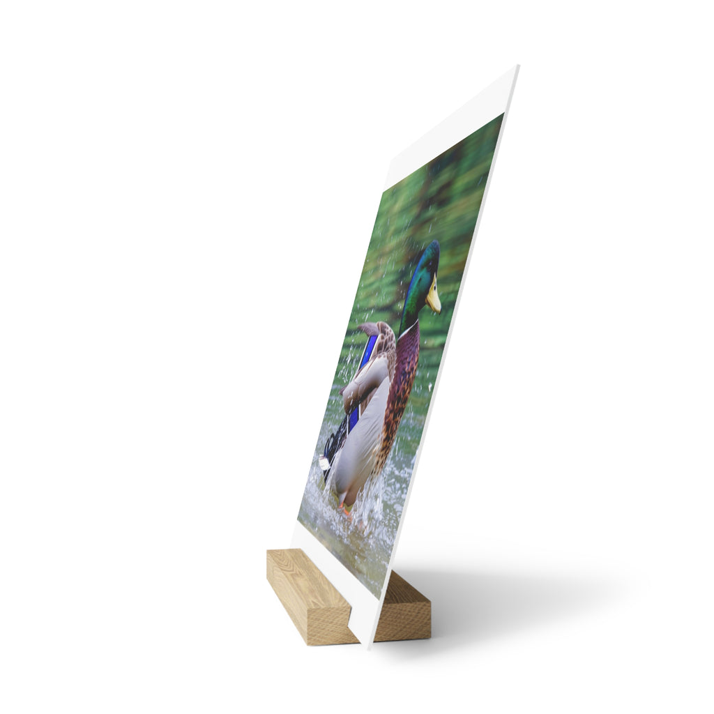 Mallard Duck Splash Wood Desktop Print  Nature Photography PlaqueGallery Board with Stand