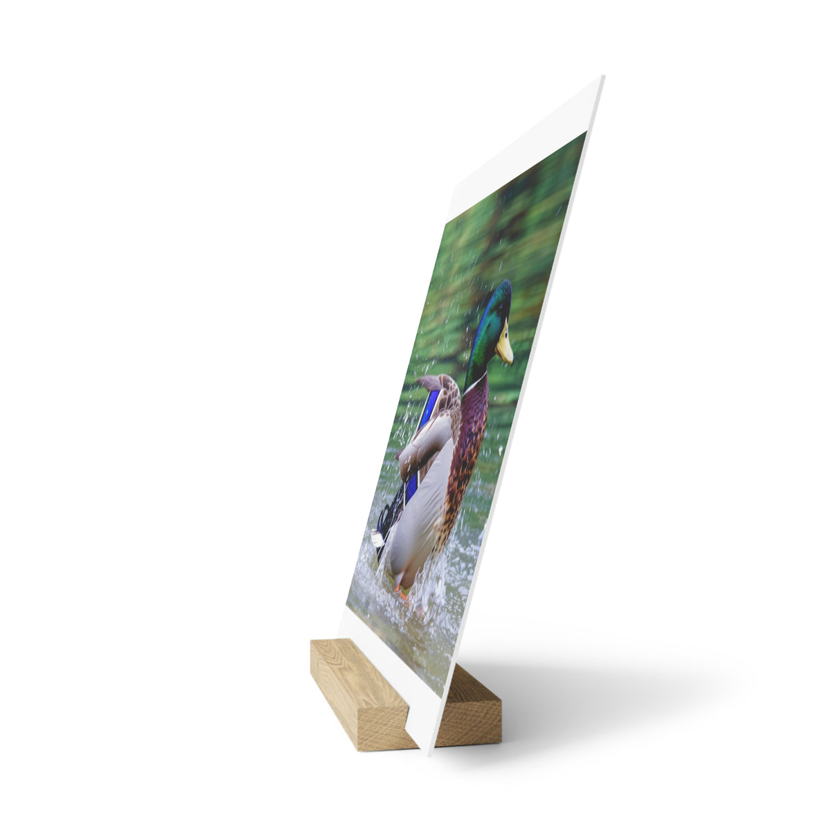 Mallard Duck Splash Wood Desktop Print  Nature Photography PlaqueGallery Board with Stand