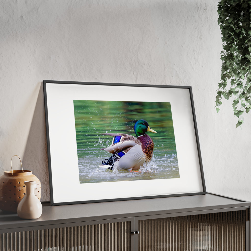 Mallard Duck Posters with Wooden Frame