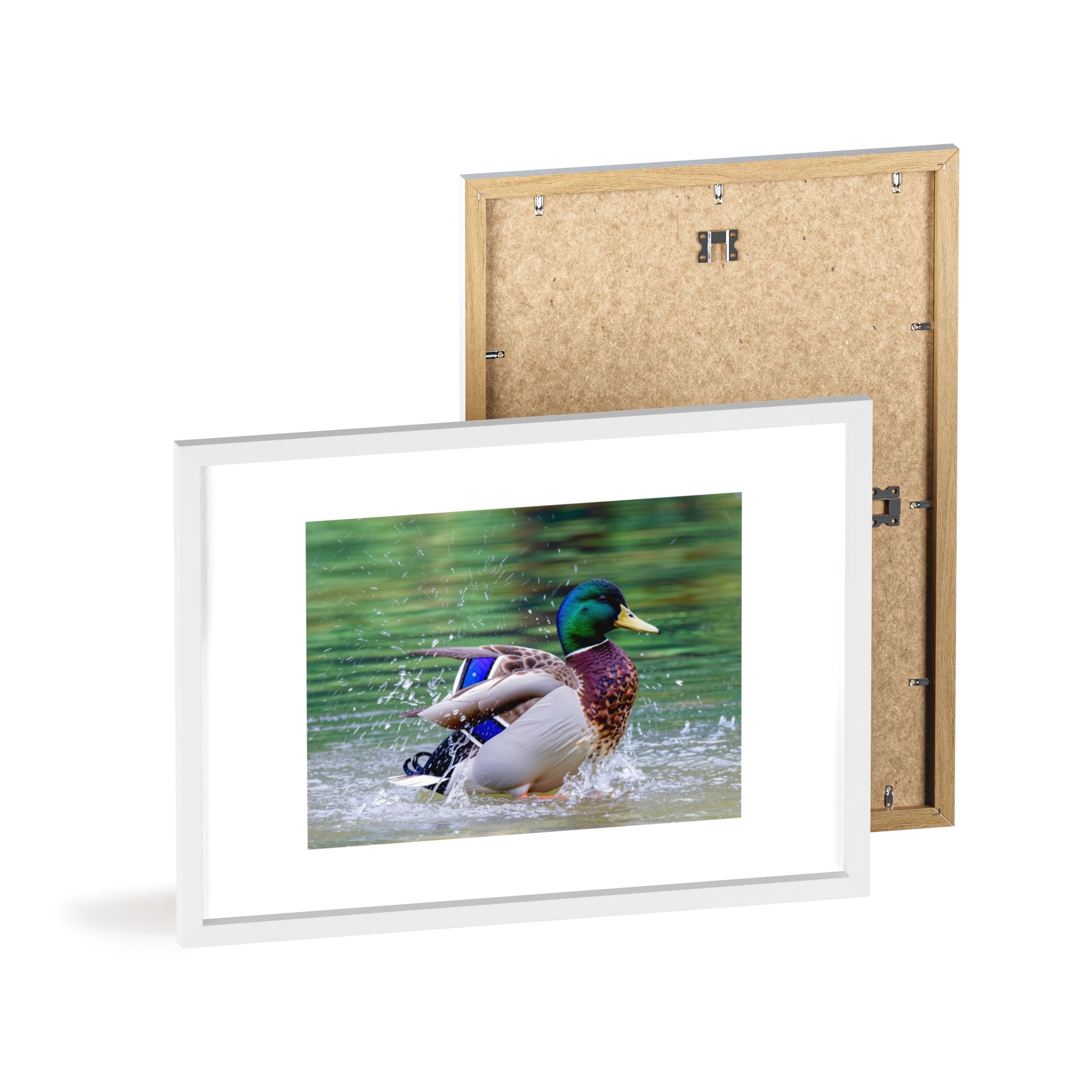 Mallard Duck Posters with Wooden Frame