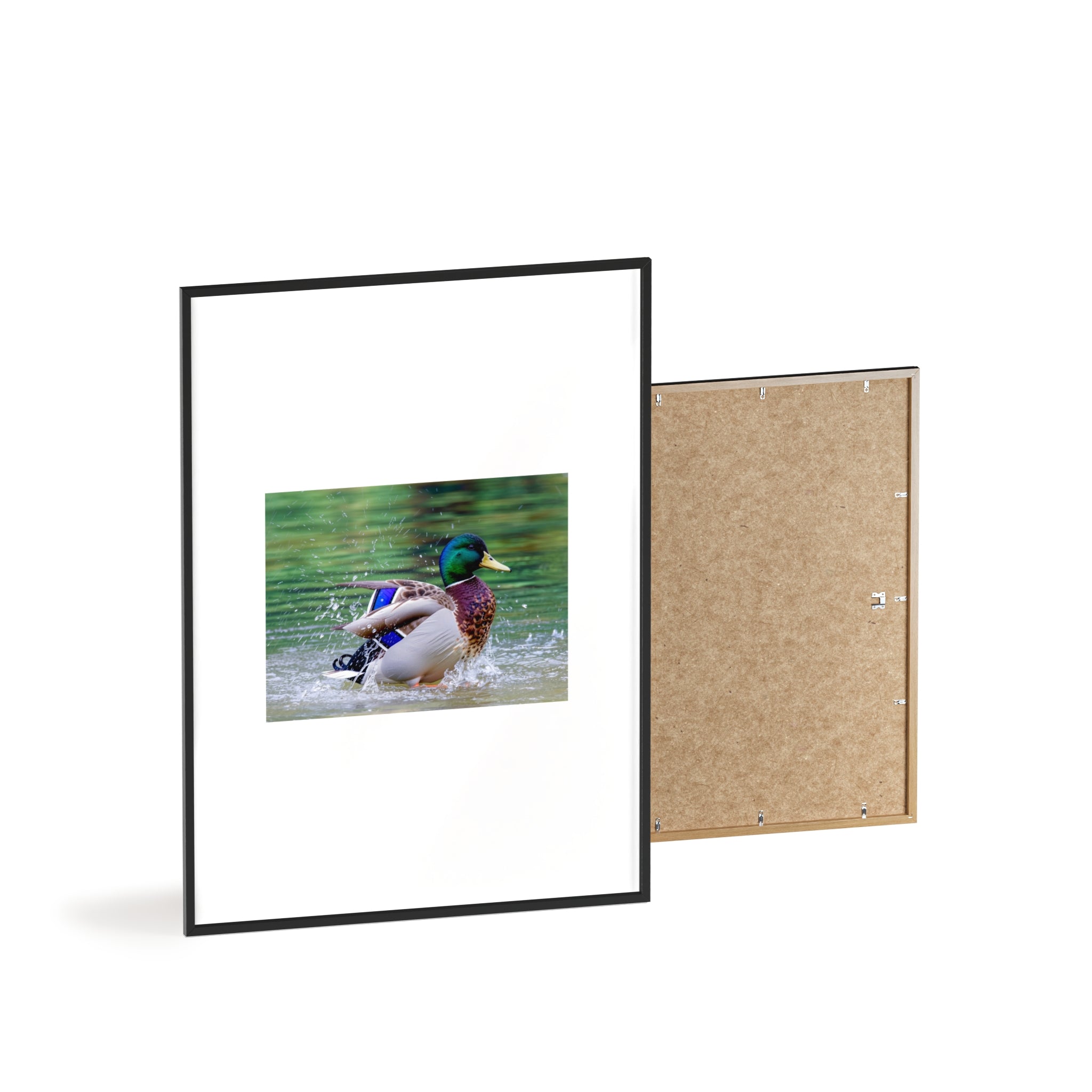 Mallard Duck Posters with Wooden Frame