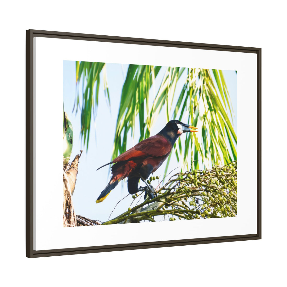 Montezuma Oropendola Matte Canvas, Framed (Multi-color)