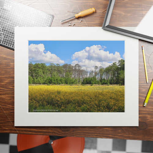 Blackwater National Wildlife Refuge Art Prints (Passepartout Paper Frame)