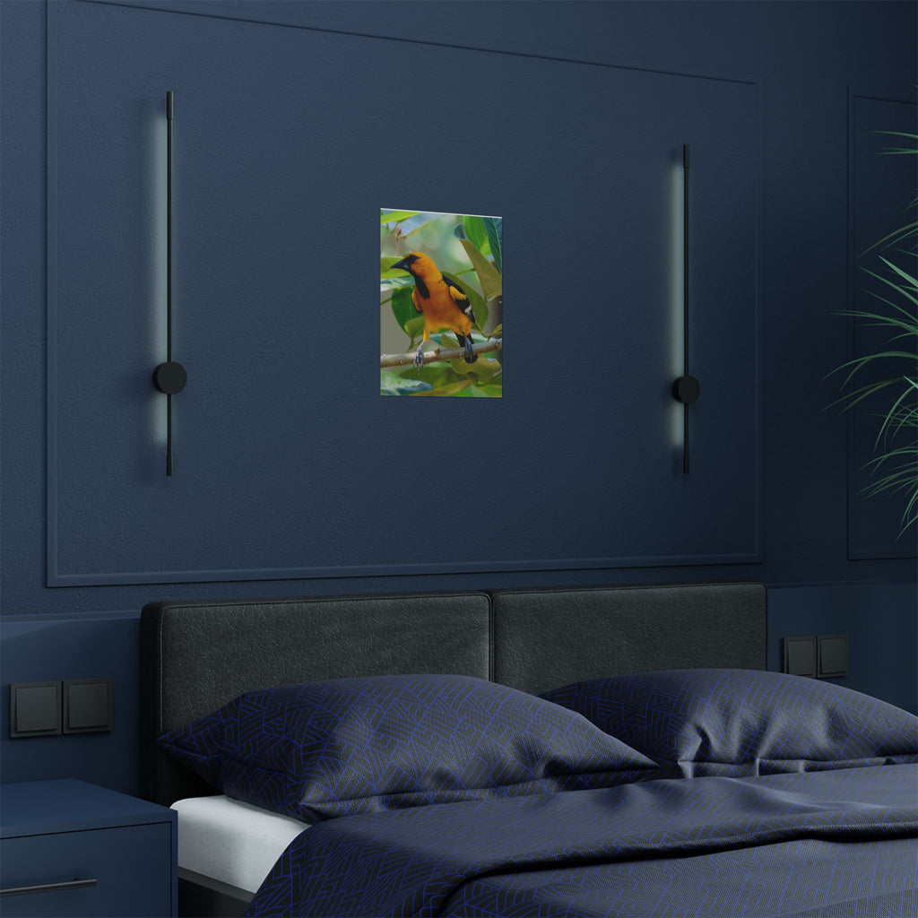 Orioles Bird Satin Posters (300gsm)