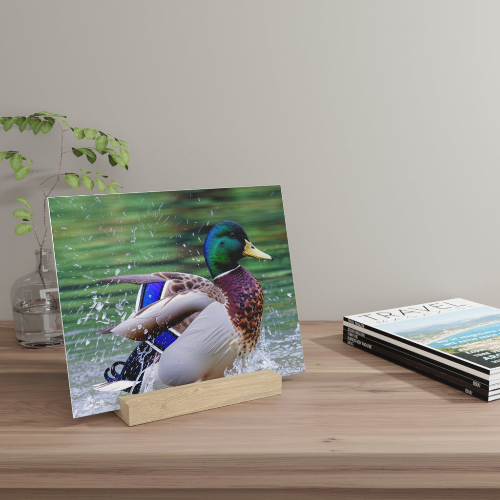 Mallard Duck Splash Wood Desktop Print  Nature Photography PlaqueGallery Board with Stand