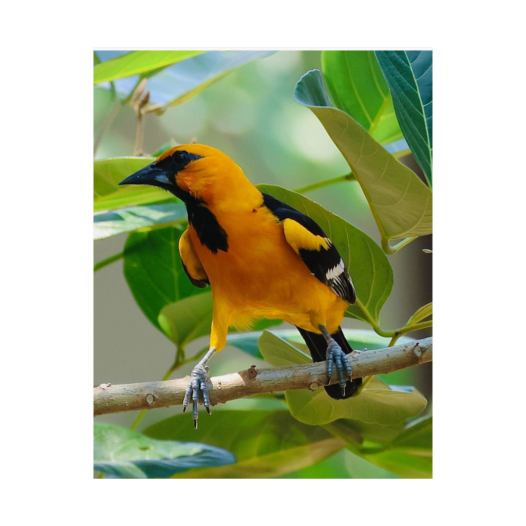 Orioles Bird Satin Posters (300gsm)
