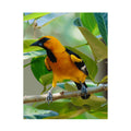 Orioles Bird Satin Posters (300gsm)