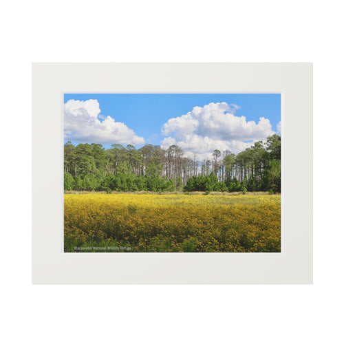 Blackwater National Wildlife Refuge Art Prints (Passepartout Paper Frame)