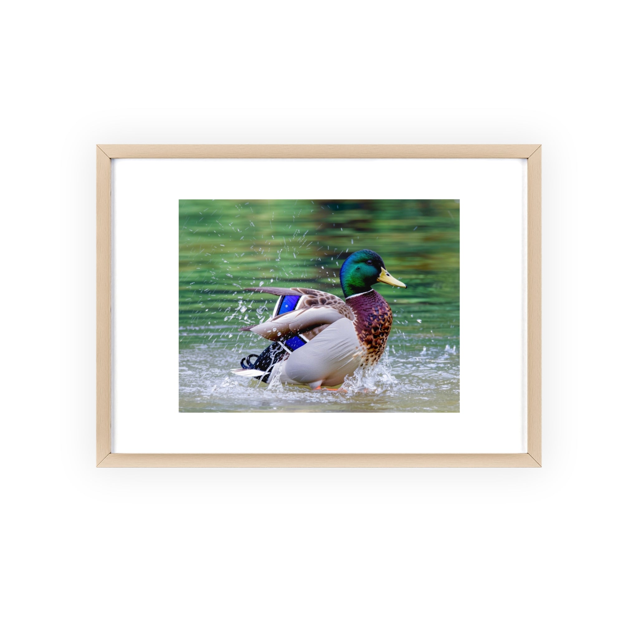 Mallard Duck Posters with Wooden Frame
