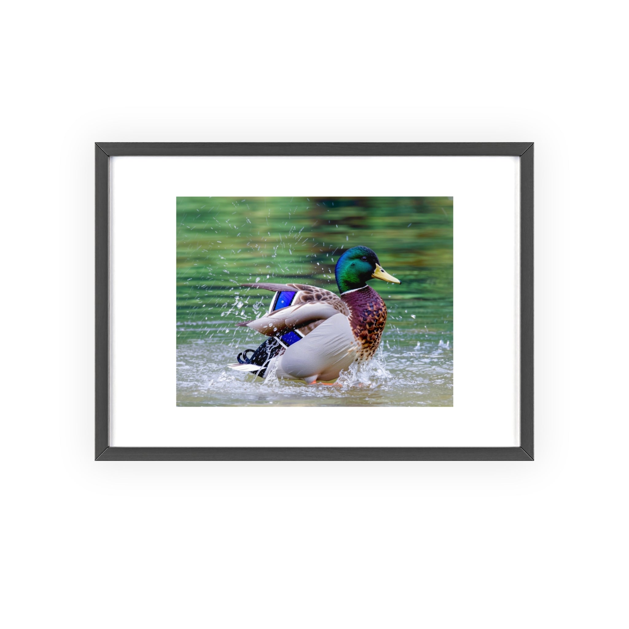 Mallard Duck Posters with Wooden Frame