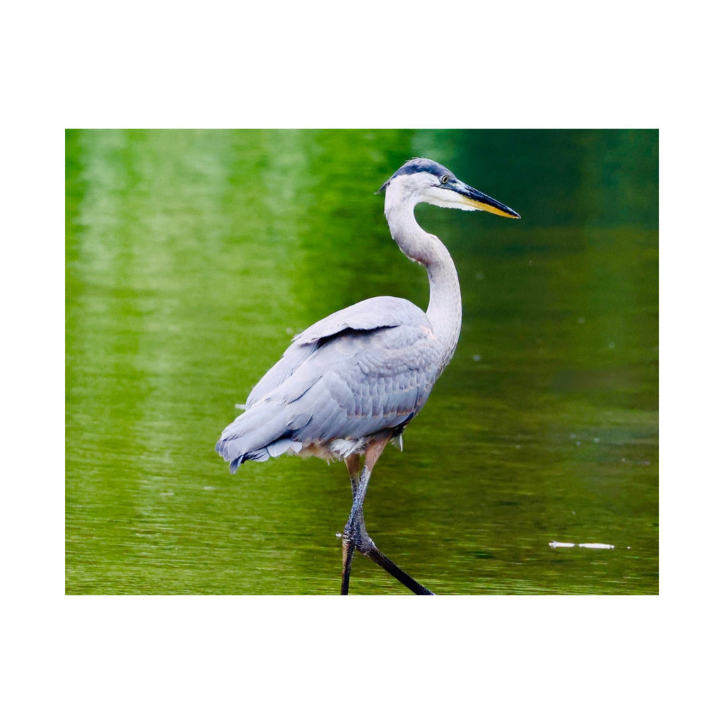 Great Blue Heron Satin Posters (210gsm)