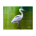 Great Blue Heron Satin Posters (210gsm)