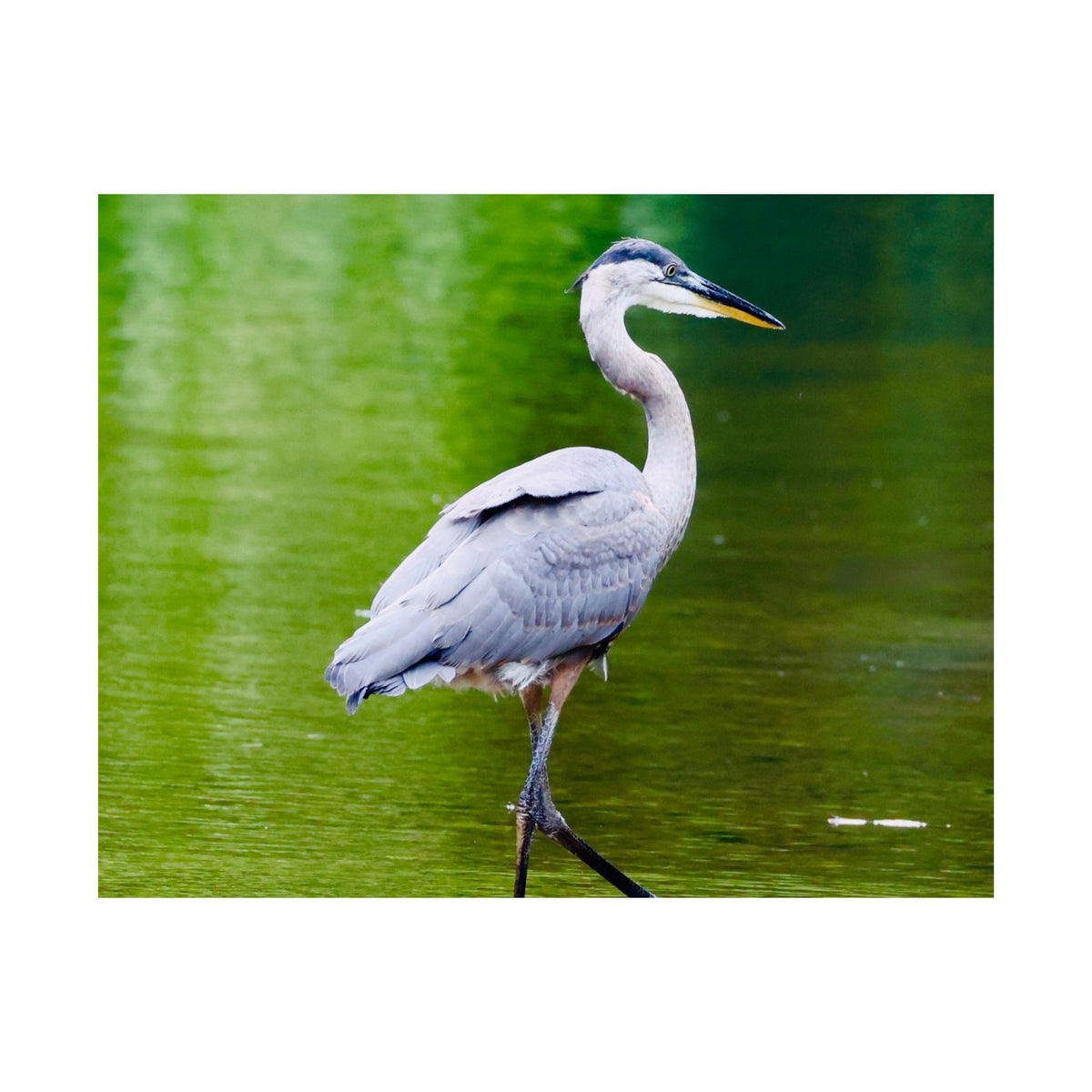 Great Blue Heron Satin Posters (210gsm)