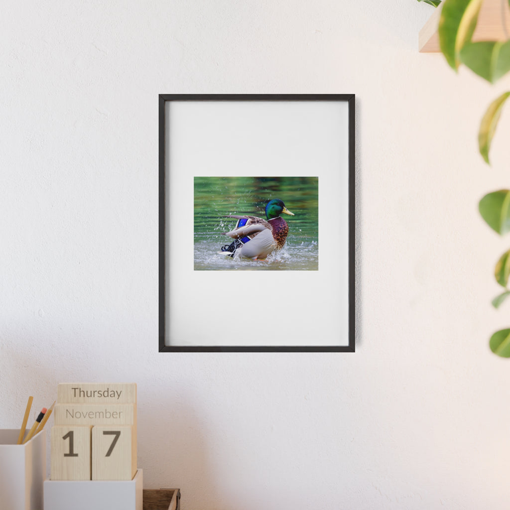 Mallard Duck Posters with Wooden Frame