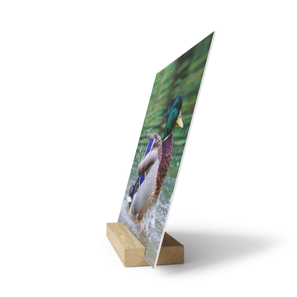 Mallard Duck Splash Wood Desktop Print  Nature Photography PlaqueGallery Board with Stand