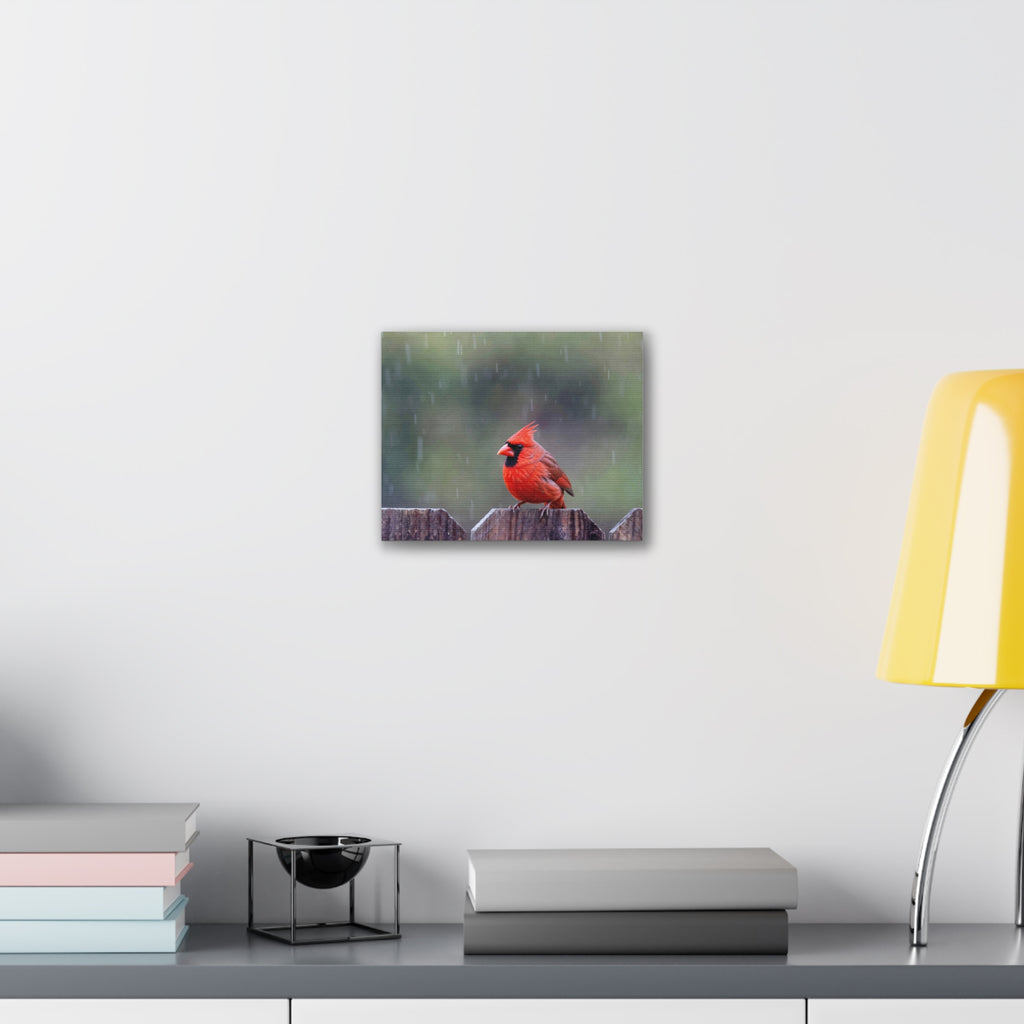 Northern Cardinal Canvas Stretched, 0.75"