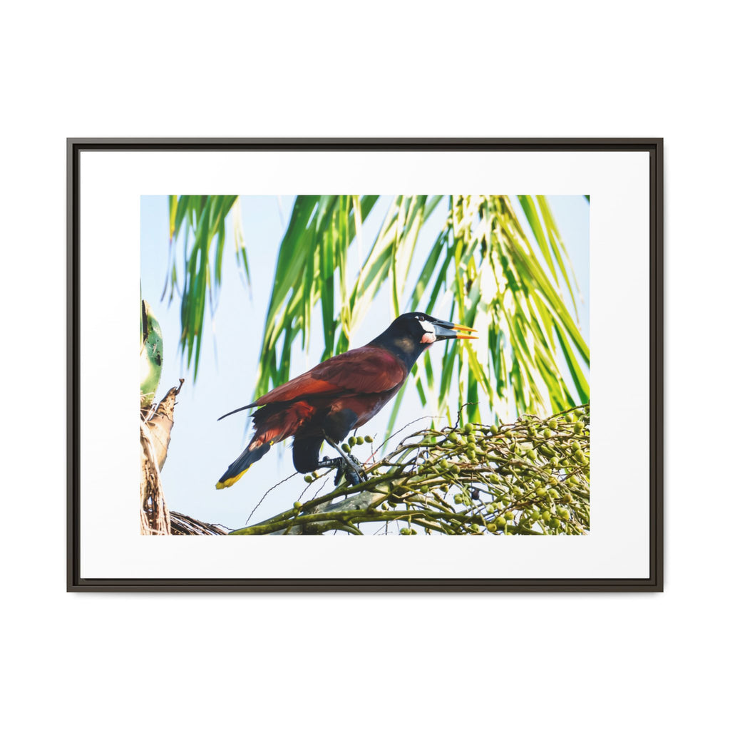 Montezuma Oropendola Matte Canvas, Framed (Multi-color)