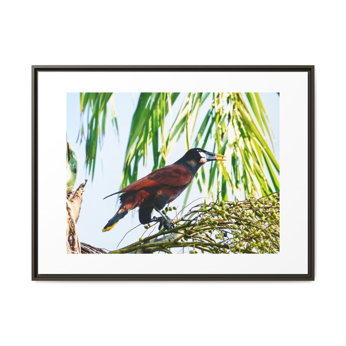 Montezuma Oropendola Matte Canvas, Framed (Multi-color)