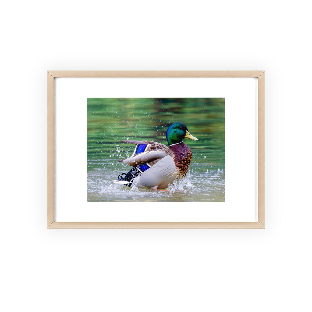 Mallard Duck Posters with Wooden Frame