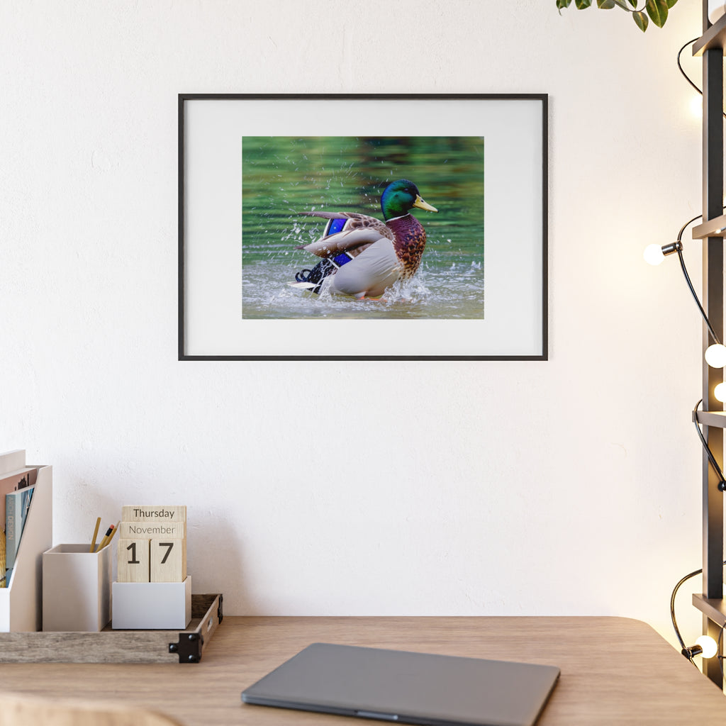 Mallard Duck Posters with Wooden Frame