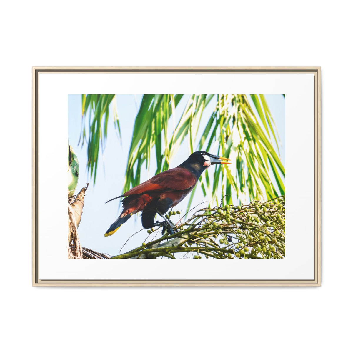 Montezuma Oropendola Matte Canvas, Framed (Multi-color)
