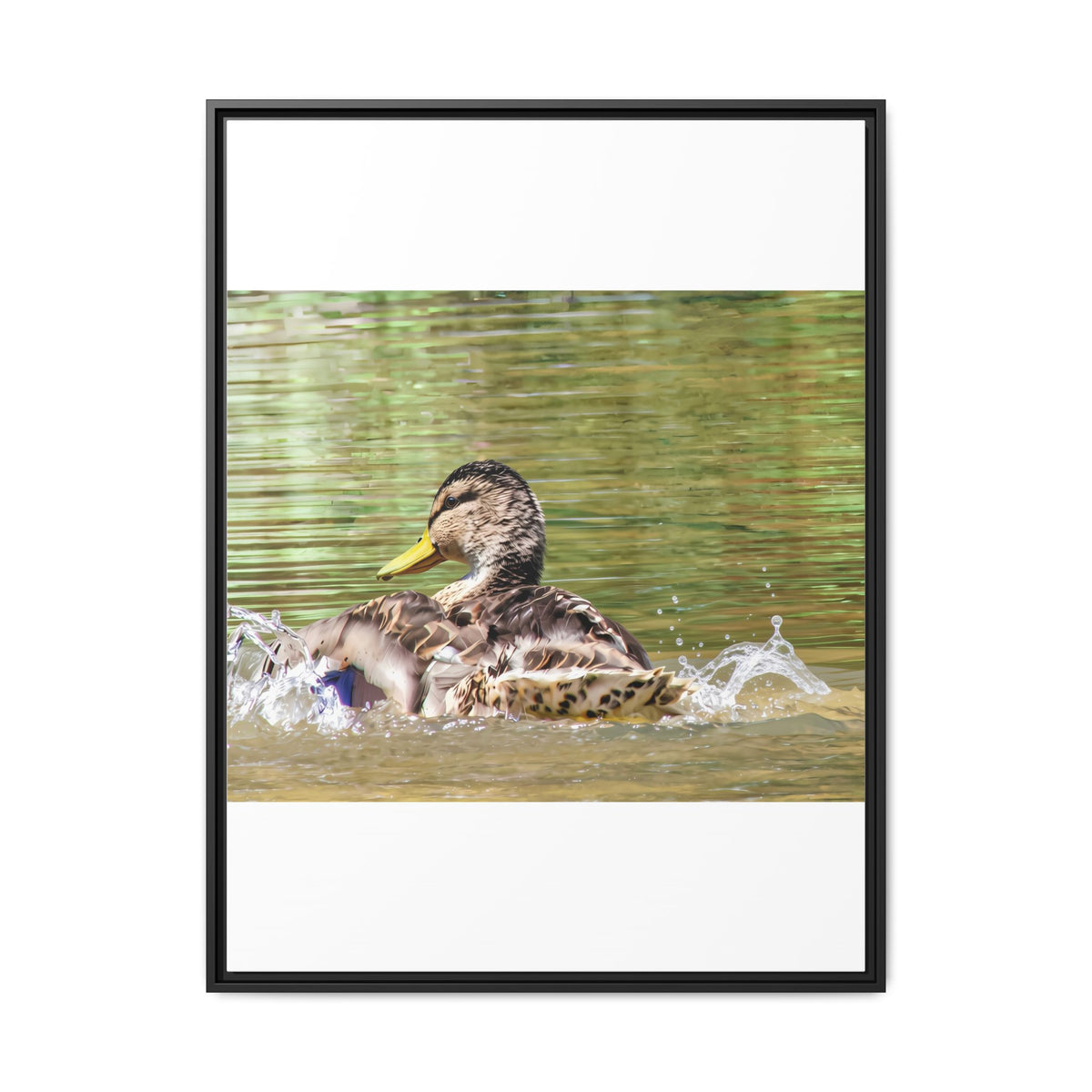 Mallard Duck Matte Canvas, Framed (Multi-color)