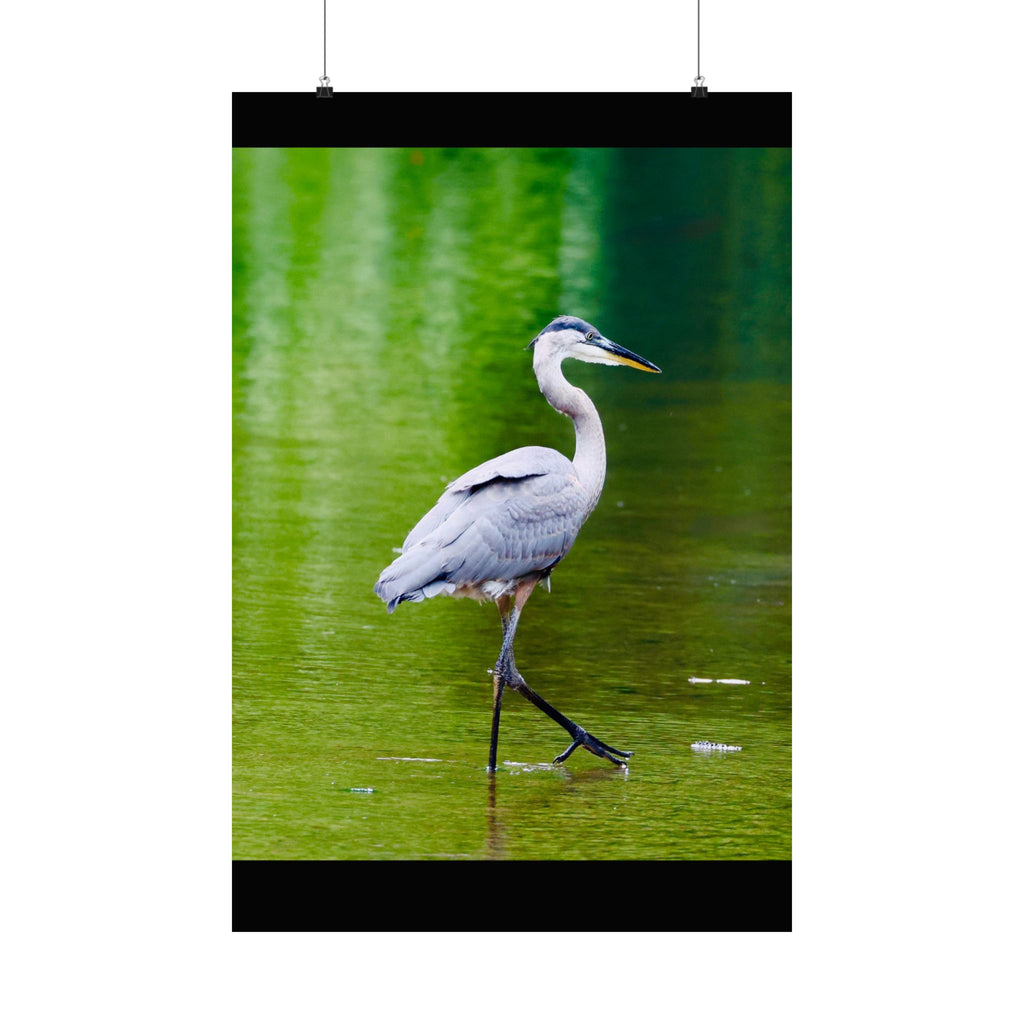 Great Blue Heron Satin Posters (210gsm)
