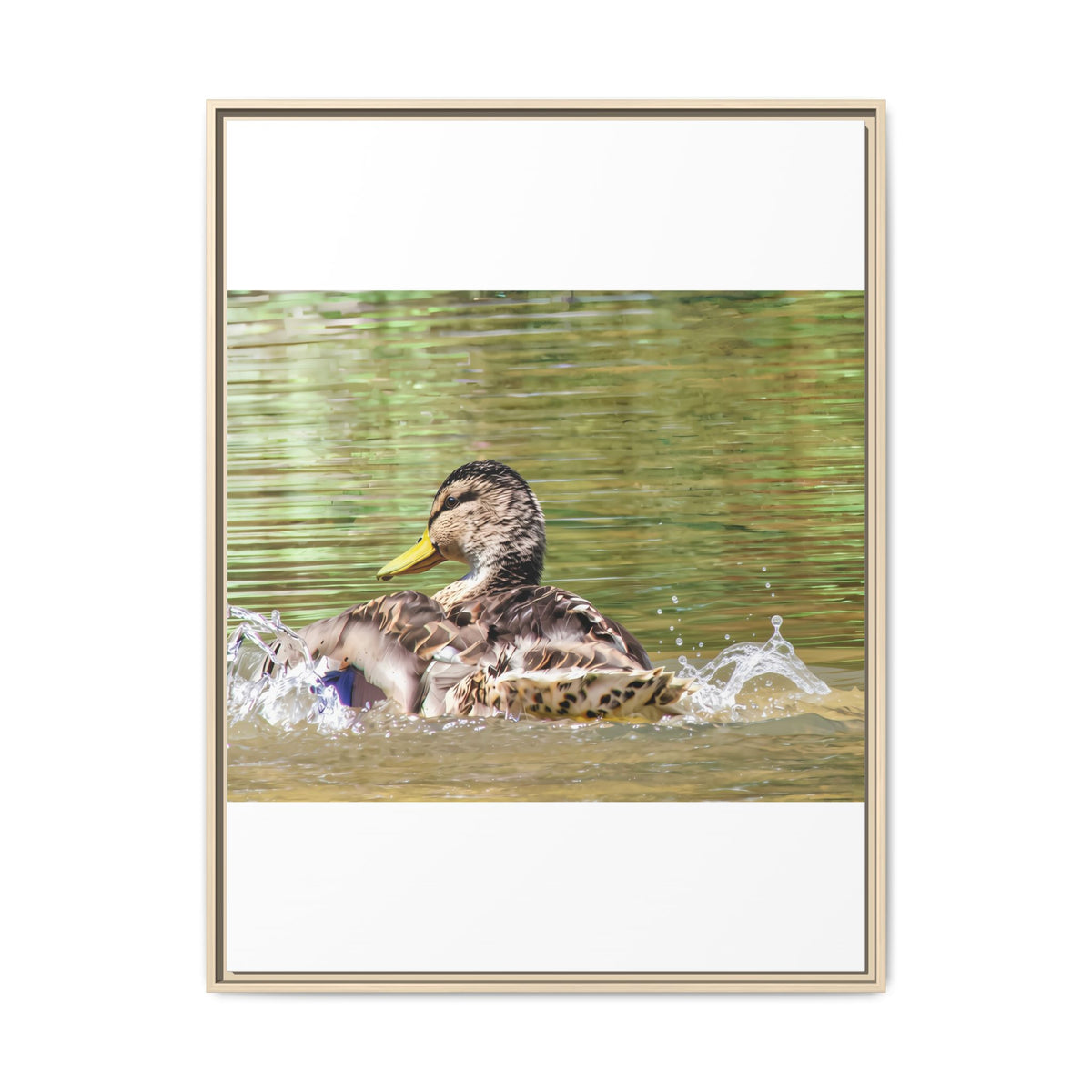 Mallard Duck Matte Canvas, Framed (Multi-color)