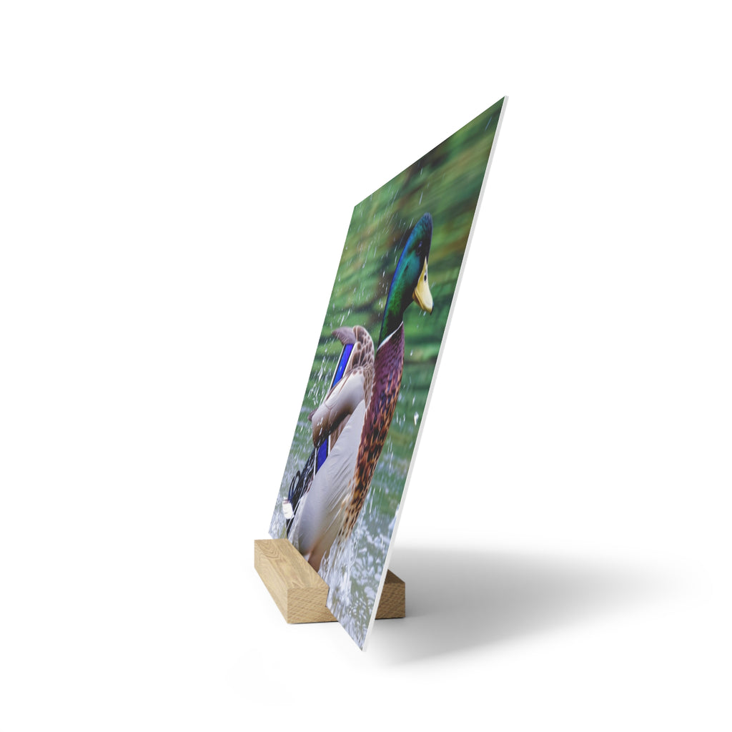 Mallard Duck Splash Wood Desktop Print  Nature Photography PlaqueGallery Board with Stand