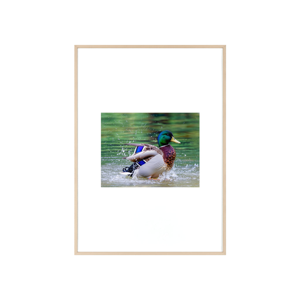 Mallard Duck Posters with Wooden Frame