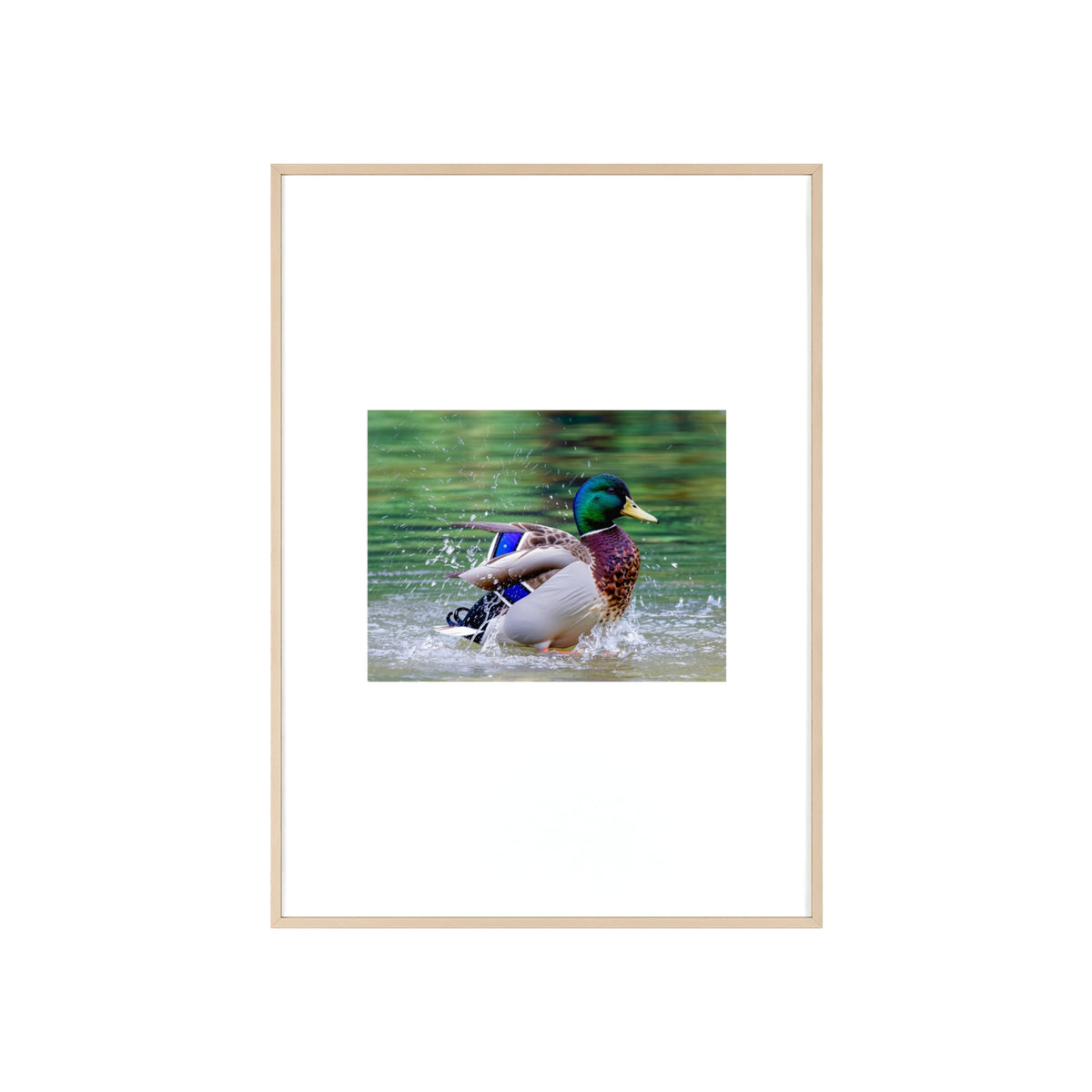 Mallard Duck Posters with Wooden Frame