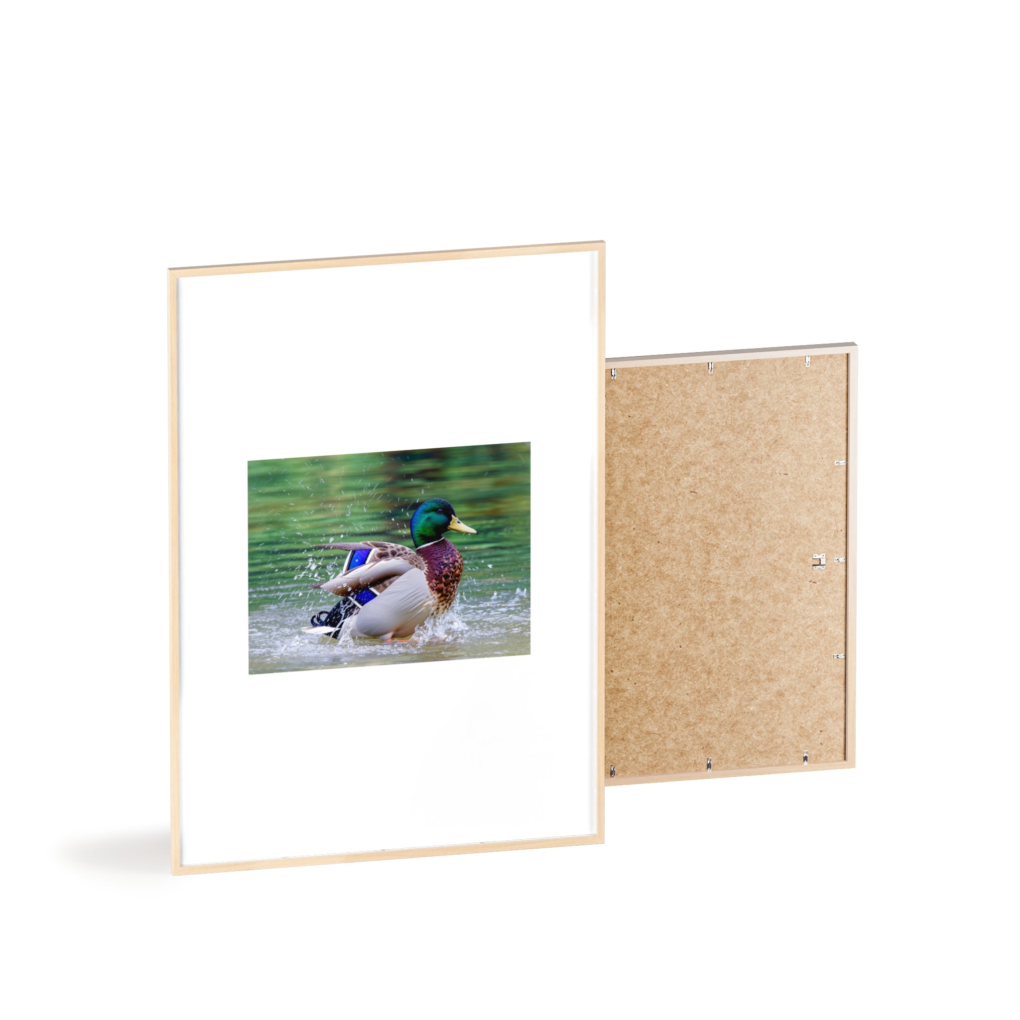 Mallard Duck Posters with Wooden Frame