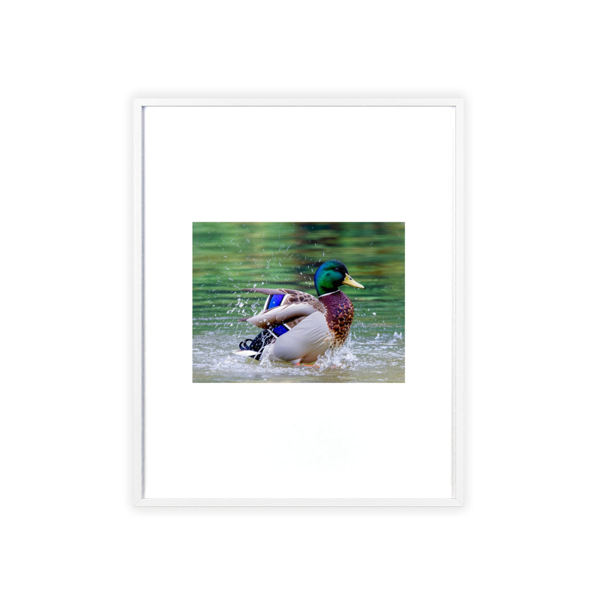 Mallard Duck Posters with Wooden Frame