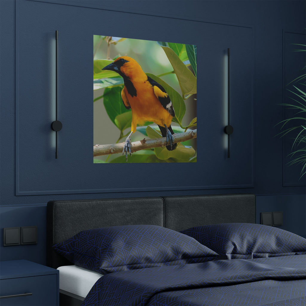 Orioles Bird Satin Posters (300gsm)