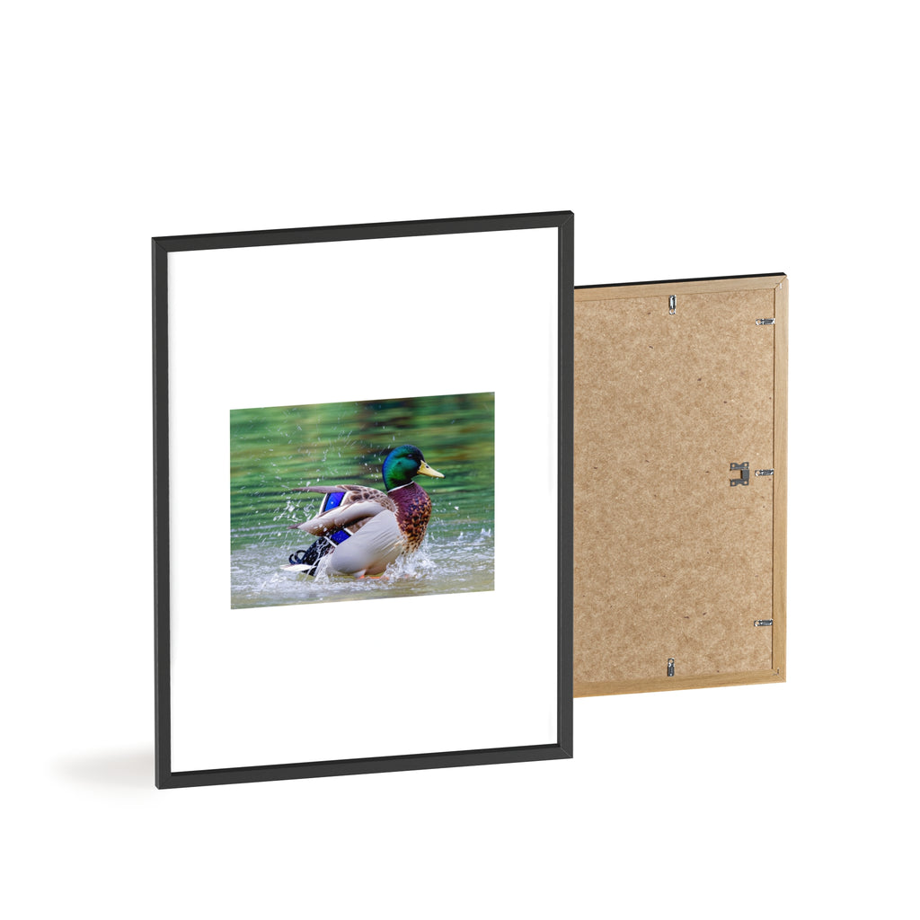 Mallard Duck Posters with Wooden Frame